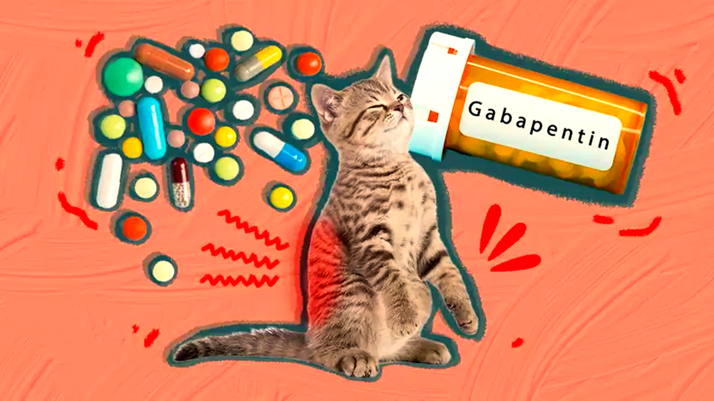 gabapentin for cats