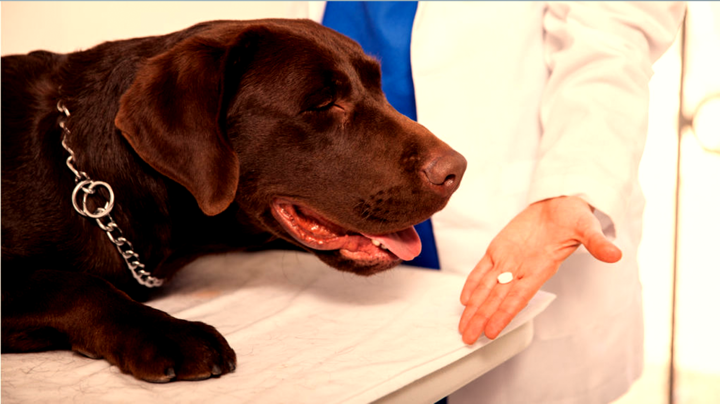 Omeprazole for Dogs