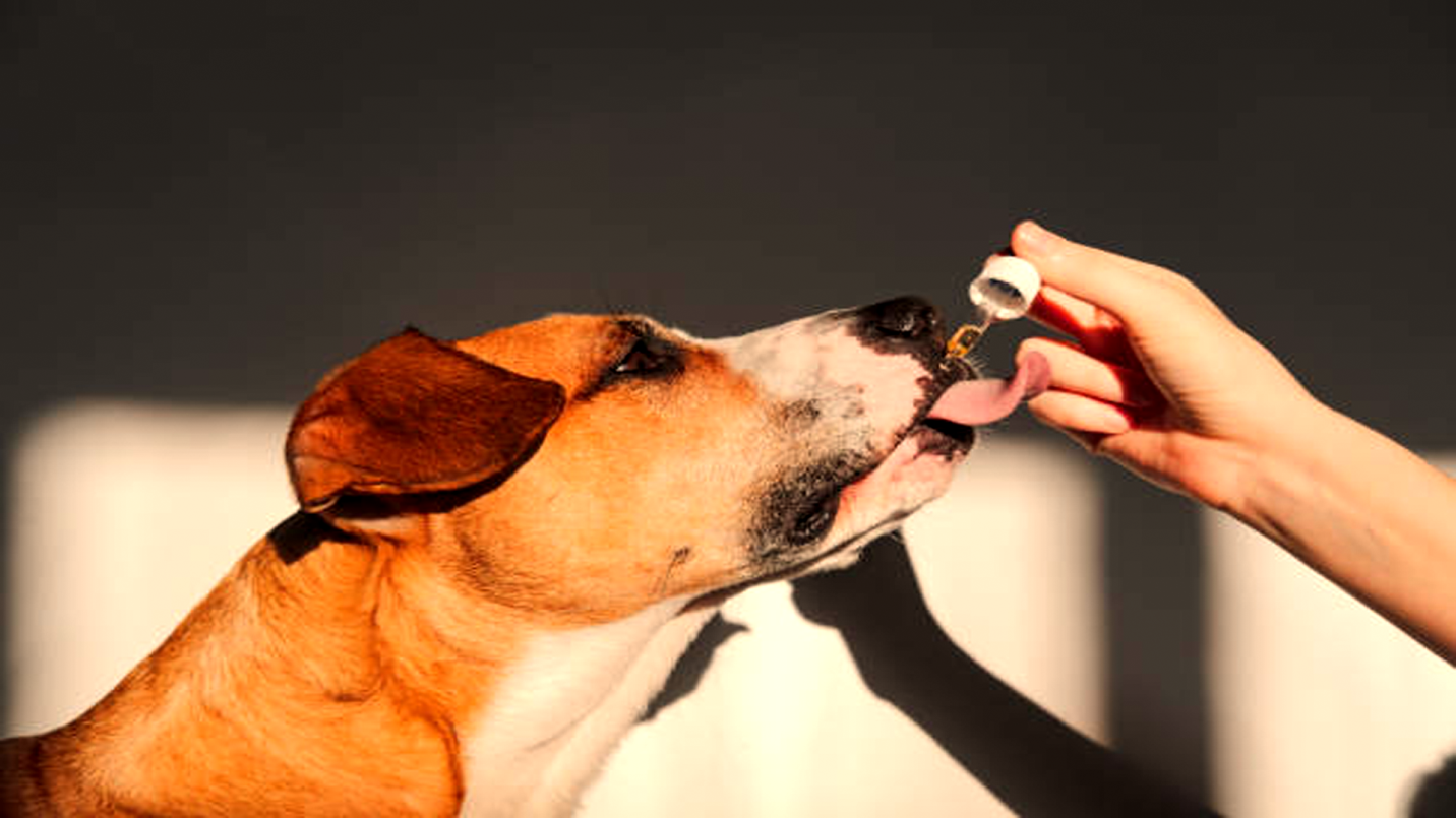 Best Quality CBD For Dogs